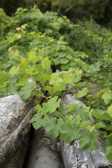 Wild Vine, firewood, timber industry, forestry, Swabian-Franconian Forest nature park Park,