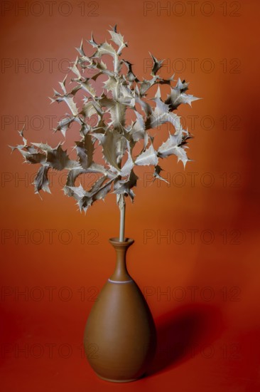 Dried spiky plant in a terracotta vase on a vibrant orange background, creating a minimalist still