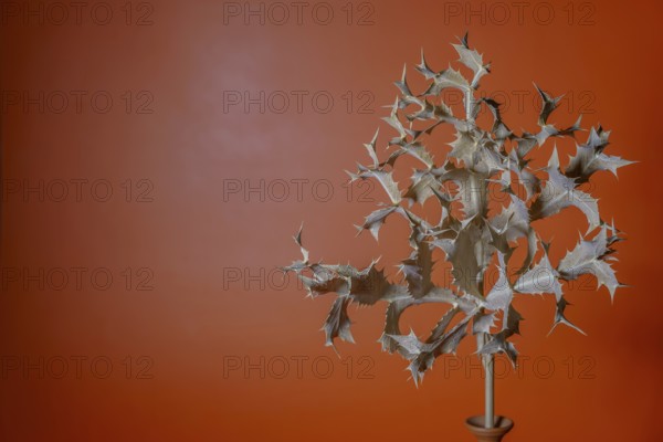 Dry thistle with thorns on an orange background creates a minimalist still life in ronda, malaga,