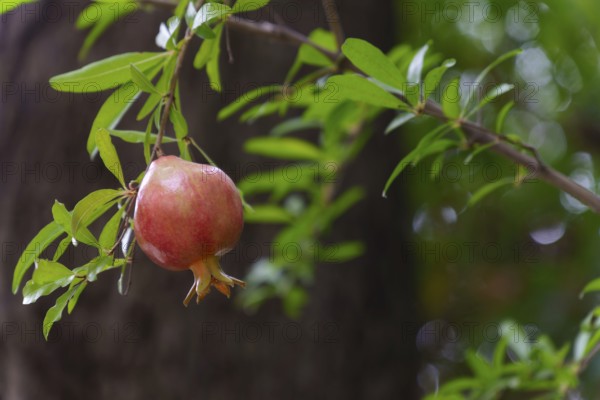 Ripe pomegranate hanging from a branch, surrounded by green leaves, in an orchard setting in ronda,