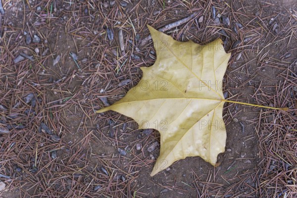 Close-up of a fallen yellow maple leaf lying on a bed of pine needles and dirt, capturing the