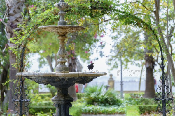 Small bird enjoying a moment of rest on the edge of a stone fountain in a serene garden setting in
