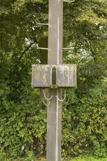 Borken, NRW, Germany, Utility pole standing in green forest with a weathered junction box covered