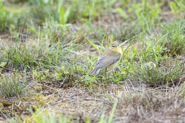 Chiffchaff (Phylloscopus collybita) Germany