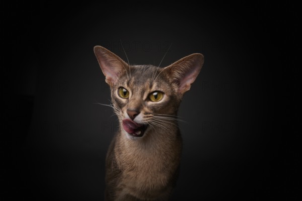 Abyssinian cat (Felis catus), licking its mouth, showing its tongue, in studio with black