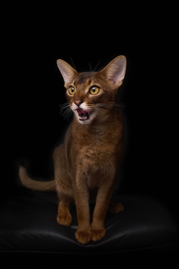 Abyssinian cat (Felis catus), licking its mouth, showing its tongue, in studio with black