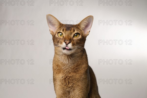 Abyssinian cat (Felis catus), showing the tongue, in studio with white background, animal portrait,