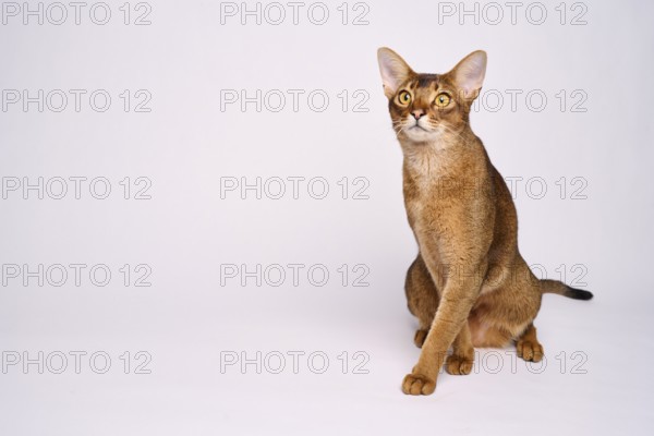 Abyssinian cat (Felis catus), crossing paws, in studio with white background, animal portrait,