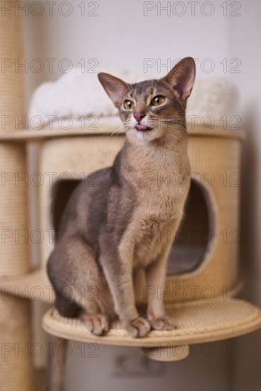 Abyssinian cat (Felis catus), sitting on the scratching post, showing the tongue, animal portrait,