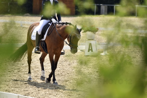 Horse and rider on the warm-up arena in preparation for a dressage test at an equestrian event,
