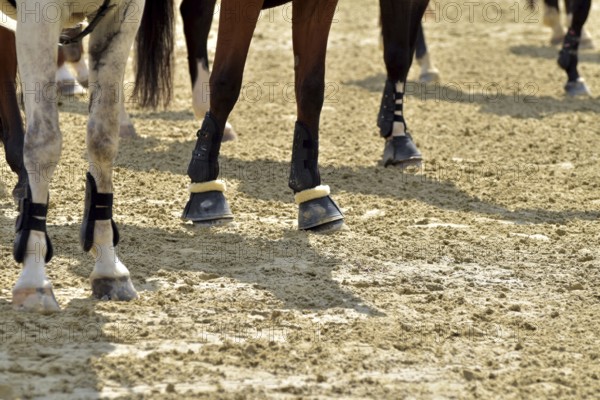 Close-up of horse legs with protective materials at an equestrian event, Rhineland-Palatinate,