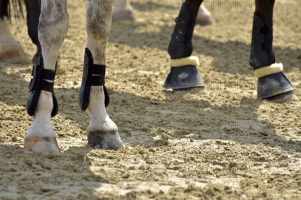 Close-up of horse legs with protective materials at an equestrian event, Rhineland-Palatinate,