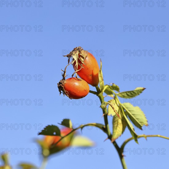 Ripe rosehip fruit of the dog rose (Rosa canina) on a branch, in front of a blue sky, Wilnsdorf,