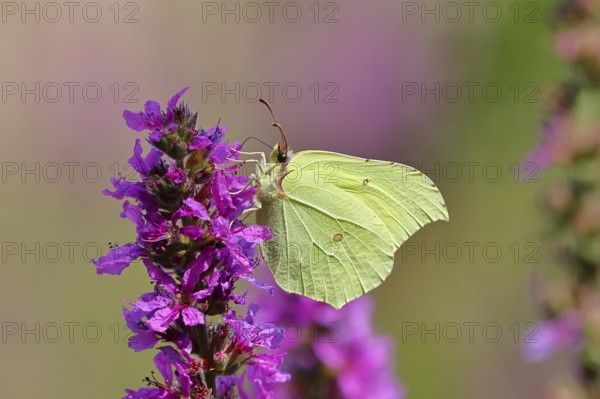 Lemon butterfly (Gonepteryx rhamni) feeding on a flower of purple loosestrife (Lythrum salicaria),