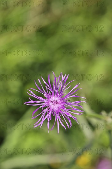 Meadow knapweed or common knapweed (Centaurea jacea), flower, Wilnsdorf, North Rhine-Westphalia,