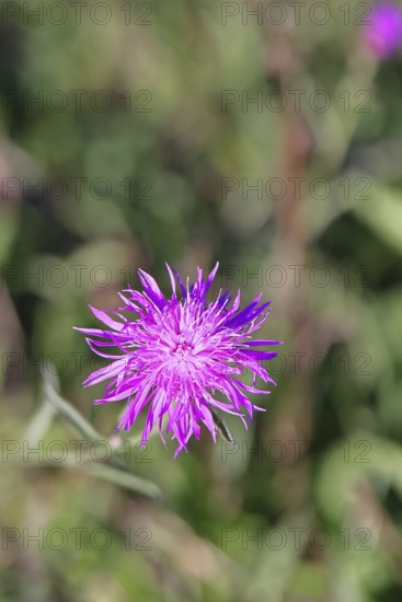 Meadow knapweed or common knapweed (Centaurea jacea), flower, Wilnsdorf, North Rhine-Westphalia,