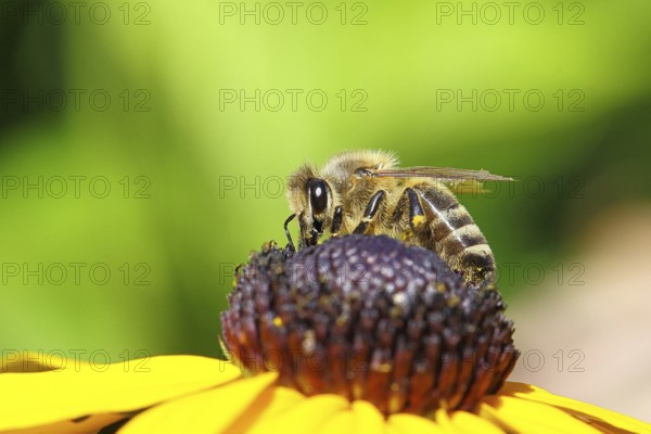European honey bee (Apis mellifera), collecting nectar from a yellow coneflower (Echinacea