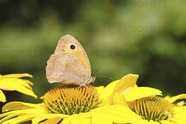 Meadow Brown (Maniola jurtina), collecting nectar from a flower of the yellow coneflower