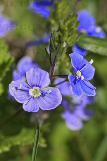 Gamander speedwell (Veronica chamaedrys), flowers in a deciduous forest, blue blossom, spring,