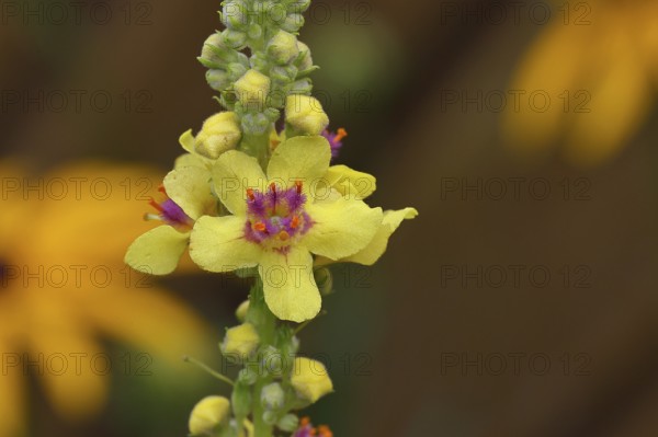 Dark mullein (Verbascum nigrum), flowers, inflorescence, close-up of a single flower, in a natural