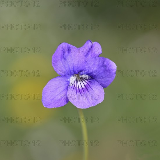 Dog violet (Viola canina), close-up of a flower at the edge of a forest, spring, Wilnsdorf, North