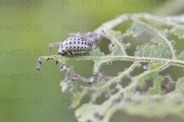 Poplar leaf beetle, larva ready to pupate on a leaf that has been eaten away, Trupacher Heide
