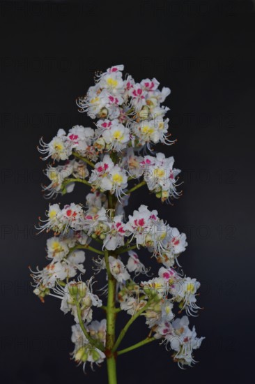 Horse chestnut (Aesculus hippocastanum), flower, inflorescence against a black background,