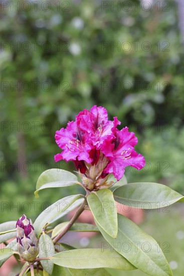 Rhododendron flowers (Rhododendron Homer), red flowers, in a garden, Wilnsdorf, North