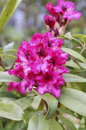 Rhododendron flowers (Rhododendron Homer), red flowers, in a garden, Wilnsdorf, North