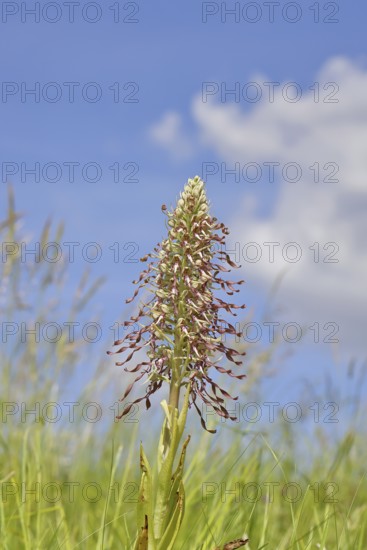 Goat's tongue (Himantoglossum hircinum), inflorescence with open white-purple flowers, in a meadow