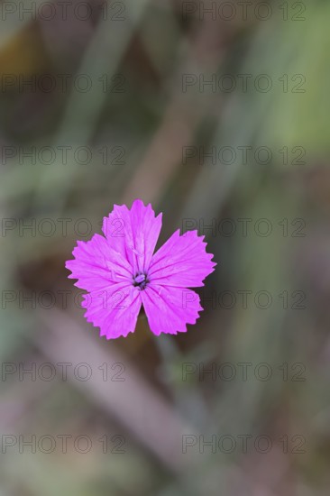 Heath carnation (Dianthus deltoides) in bloom, Trupacher Heide nature reserve, Siegen, North