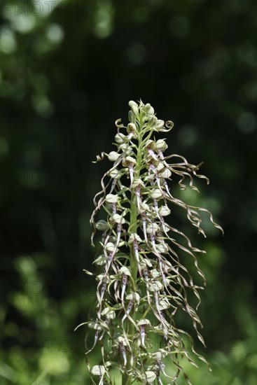 Goat's tongue (Himantoglossum hircinum), inflorescence with open white-purple flowers, in front of
