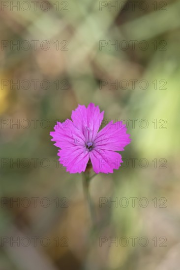 Heath carnation (Dianthus deltoides) in bloom, Trupacher Heide nature reserve, Siegen, North