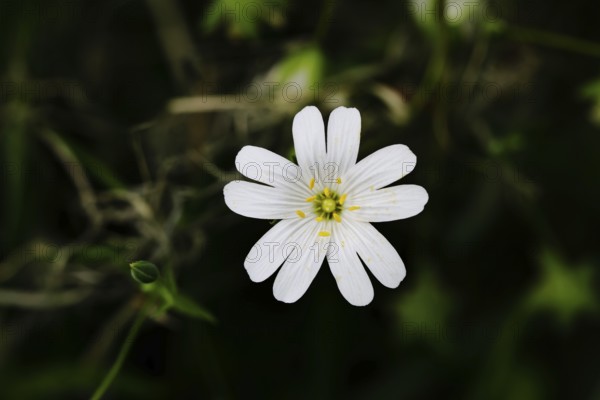 Greater stitchwort (Stella holostea), flowering in the forest, close-up, spring, Wilnsdorf, North