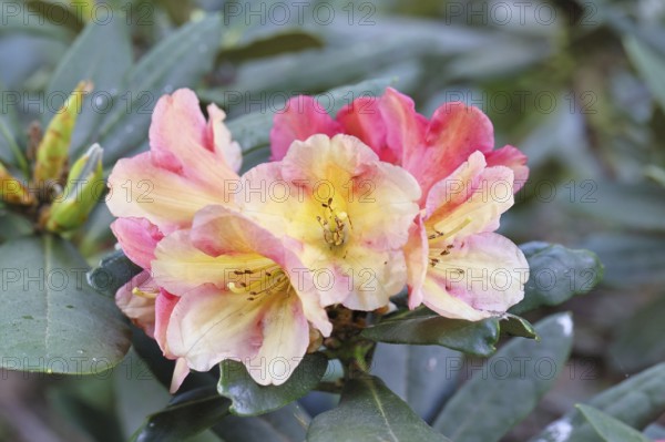 Rhododendron flowers (Rhododendron Homer), yellow-pink flowers in a garden, Wilnsdorf, North