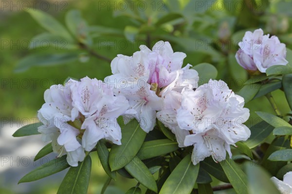 Rhododendron flowers (Rhododendron Homer), white flowers, in a garden, Wilnsdorf, North