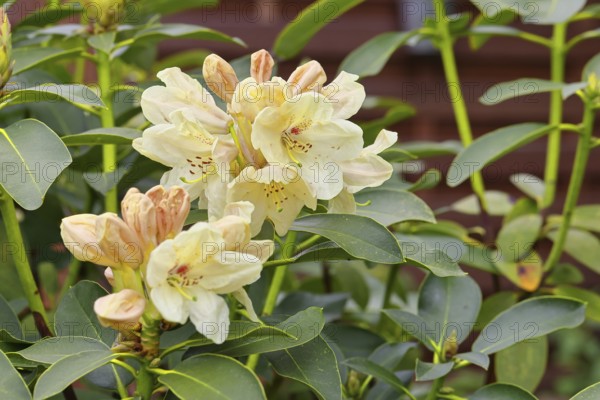 Rhododendron flowers (Rhododendron Homer), yellow flowers, in a garden, Wilnsdorf, North