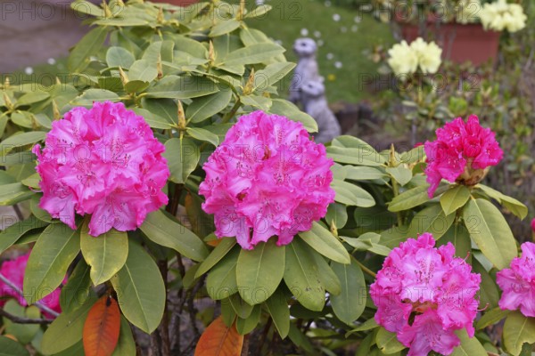Rhododendron flowers (Rhododendron Homer), pink flowers, in a garden, Wilnsdorf, North