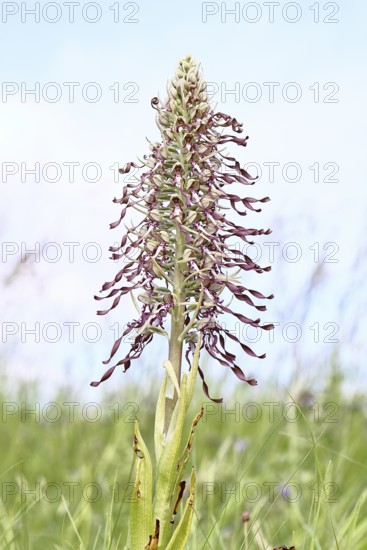 Goat's tongue (Himantoglossum hircinum), inflorescence with open white-purple flowers, on a weasel,