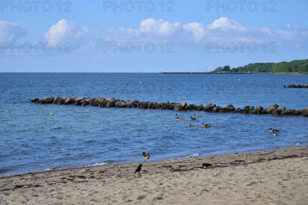 Ducks swimming near a rocky beach under a clear sky with calm sea, Heikendorf, Kreis Plön, Kieler