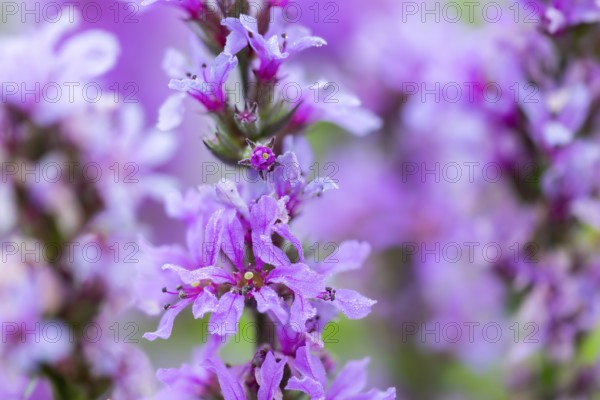 Purple loosestrife (Lythrum salicaria), loosestrife family (Lythraceae), Pfrunger-Burgweiler Ried,