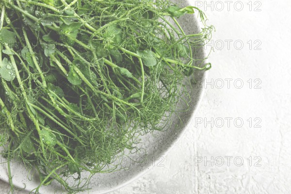 Lush microgreens are artfully displayed on a light plate, glistening with moisture and highlighting