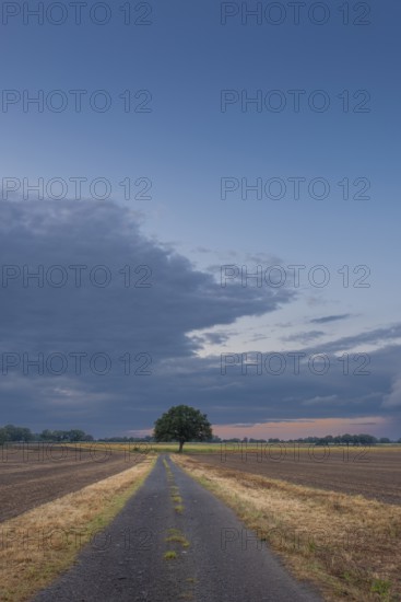 View along a country lane to a tree standing at the edge of a field in the evening light, Husum,