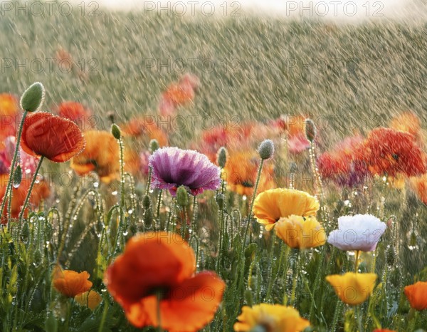 Colorful wildflowers bloom vibrantly under a gently falling rain, creating a serene natural scene