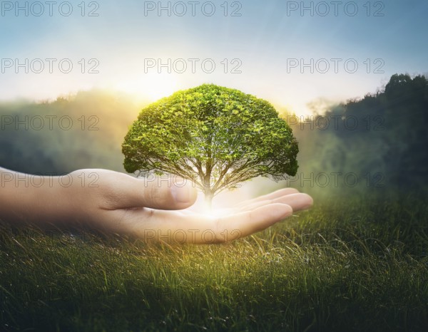 Ecology and Environment concept. Environment Earth Day In the hands of trees growing seedlings,