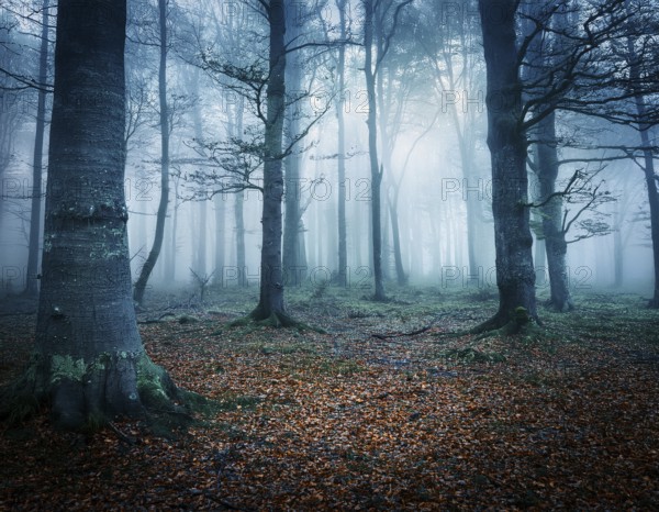 Mysterious dark misty forest dark magical forest night scary panorama halloween landscape, AI