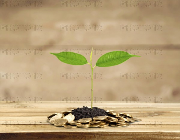 Coins with seedling eco saving concept image symbolizing financial growth, sustainable development,