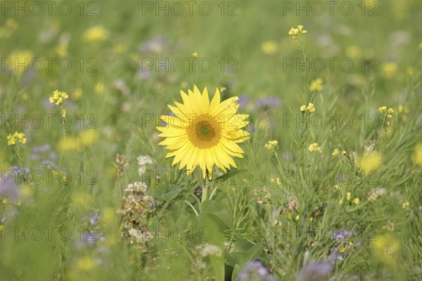 Sunflower (Helianthus annuus), yellow, meadow, blossom, beauty, late summer, Germany, A blooming
