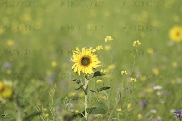Sunflower (Helianthus annuus), yellow, meadow, blossom, beauty, late summer, Germany, A blooming
