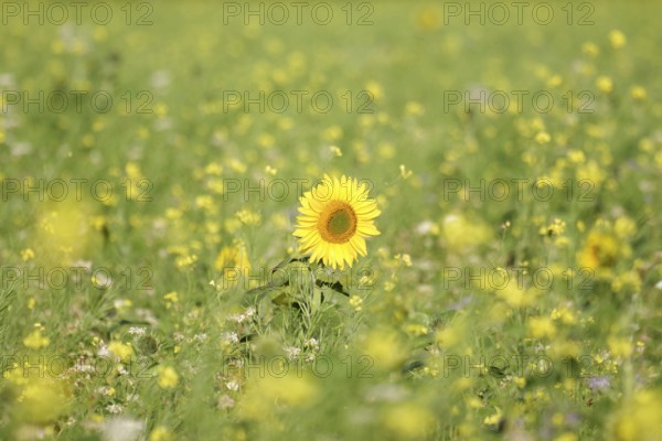 Sunflower (Helianthus annuus), yellow, meadow, blossom, beauty, late summer, Germany, A blooming